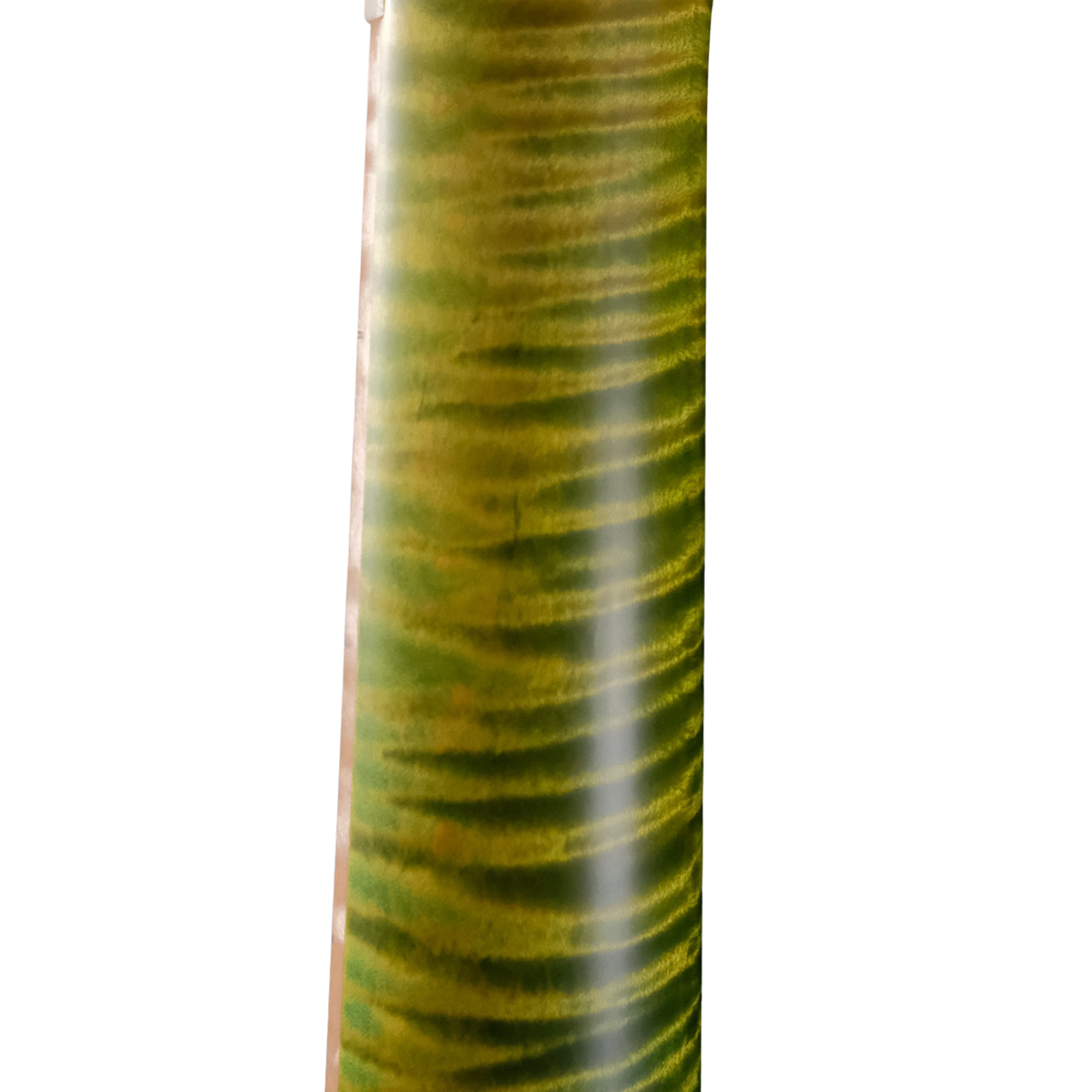 PRS Private Stock DGT "Curly Maple" - Rainforest Glow